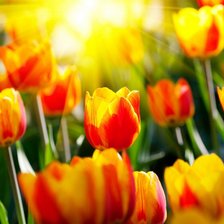 Схема вышивки «Тюльпаны»