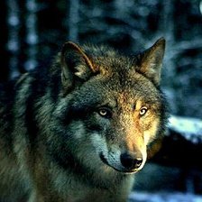 Схема вышивки «волк»