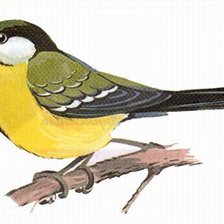 Схема вышивки «Синица»