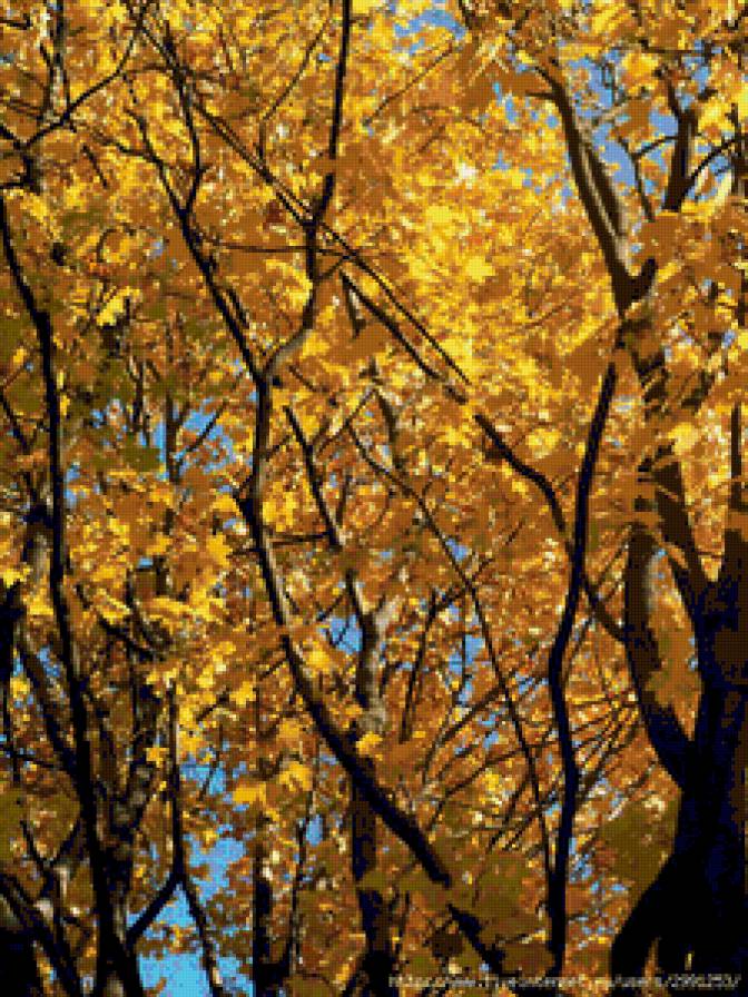 золото осени - природа, пейзаж, листья, осень - предпросмотр