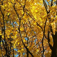 золото осени