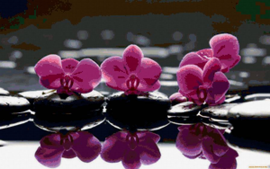 орхидея на камнях - цветы - предпросмотр