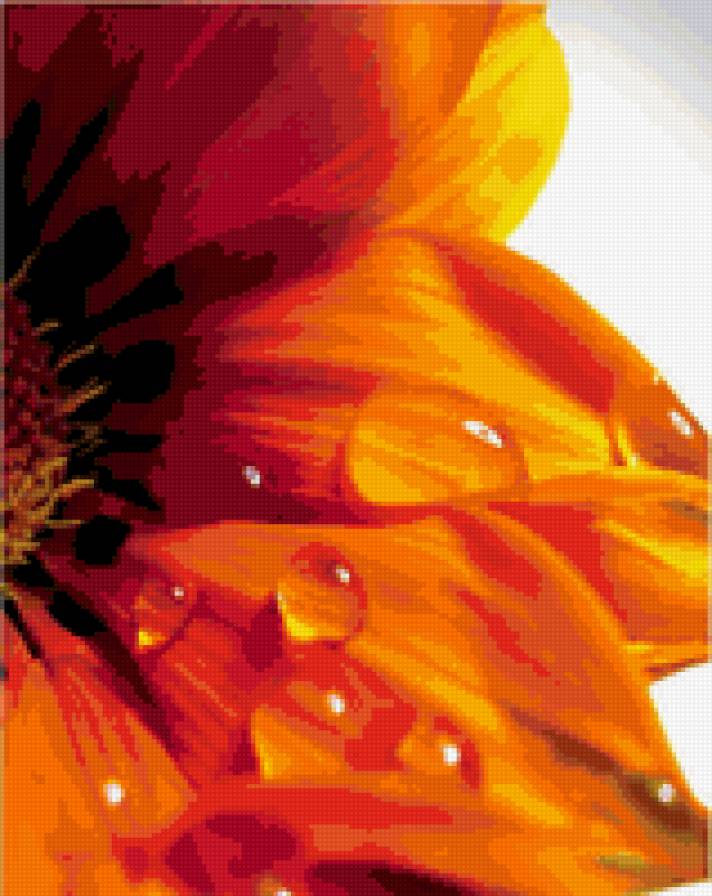 оранжевое настроение - цветы - предпросмотр