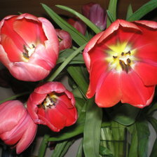 Схема вышивки «букет тюльпанов»