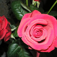 Ах, эти розы