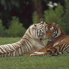 Схема вышивки «Нежность»