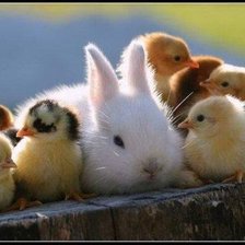 Схема вышивки «Кролик и утята»