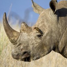 Схема вышивки «носорог 5»