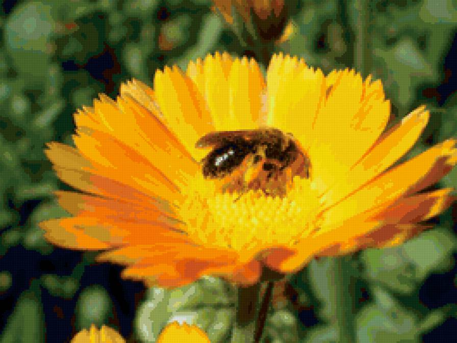 маки - красный цветок, кувшин с цветами, маки, букет - предпросмотр