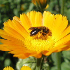 Схема вышивки «маки»