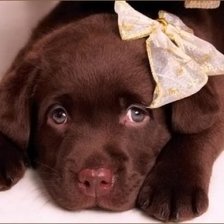 Схема вышивки «"Грустный щенок"»