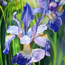 Схема вышивки «ирисы»