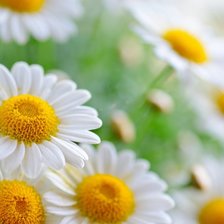 Схема вышивки «Ромашки»