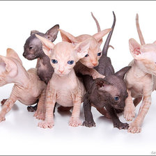 Схема вышивки «Котята»