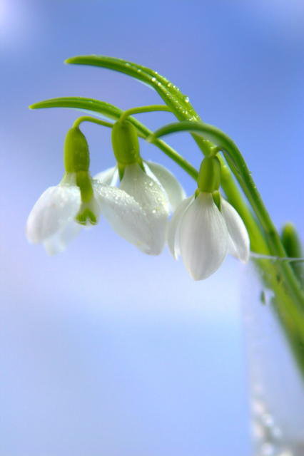 подснежники - цветы - оригинал