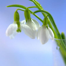 подснежники
