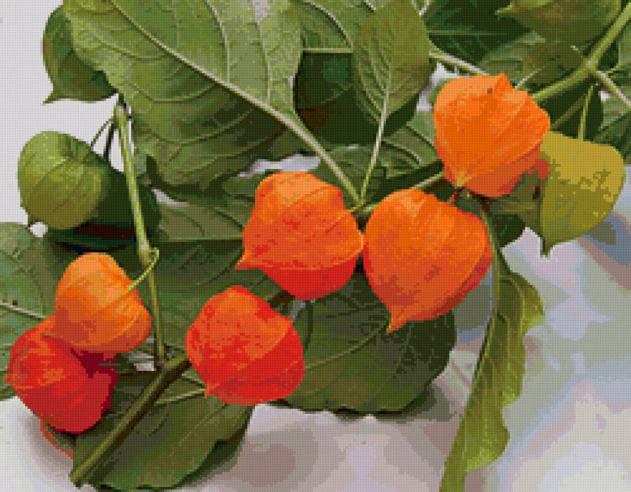 физалис - предпросмотр