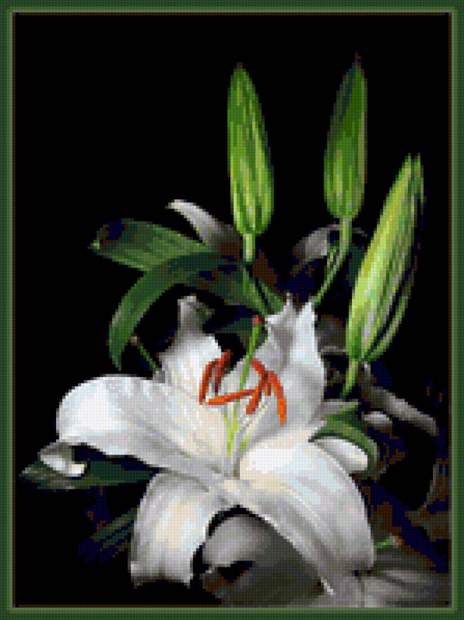 Белая лилия - лилия - предпросмотр