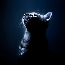 Схема вышивки «Кошка в ночи»