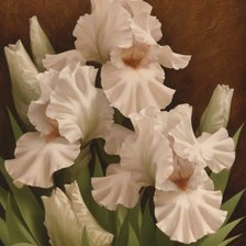 Схема вышивки «Ирисы»