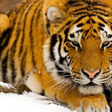 Схема вышивки «тигр»