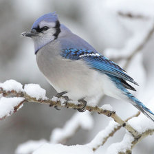 Схема вышивки «птичка на ветке»