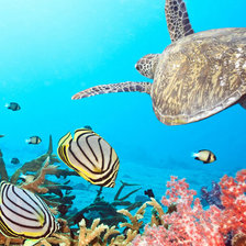 Схема вышивки «подводный мир»