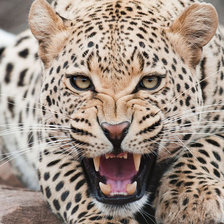 Схема вышивки «ягуар»