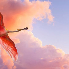 Схема вышивки «розовый фламинго»