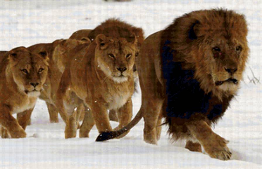 №137245 - семья, львица, лев - предпросмотр