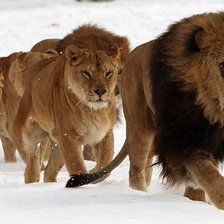 Схема вышивки «№137245»