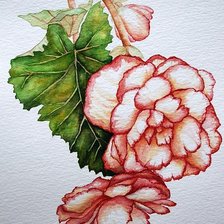 Схема вышивки «Бегония»