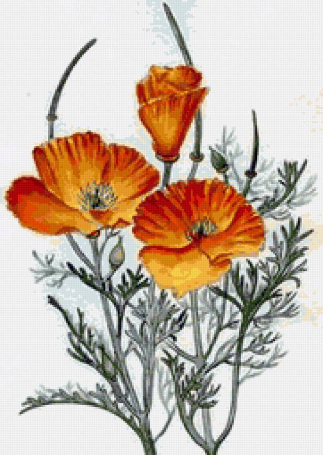 Маки - цветы, мак, любимые маки, полевые цветы, маки - предпросмотр