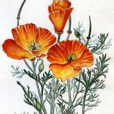 Схема вышивки «Маки»