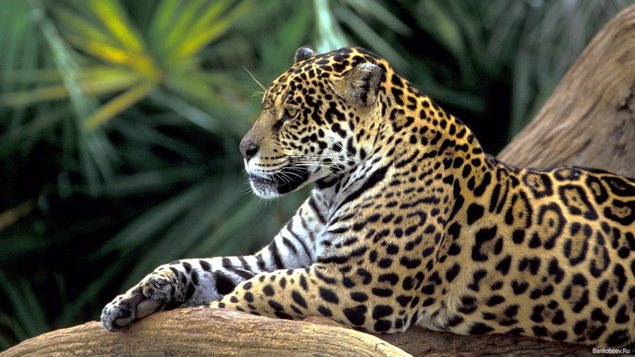 после охоты - ягуар, природа, животные - оригинал