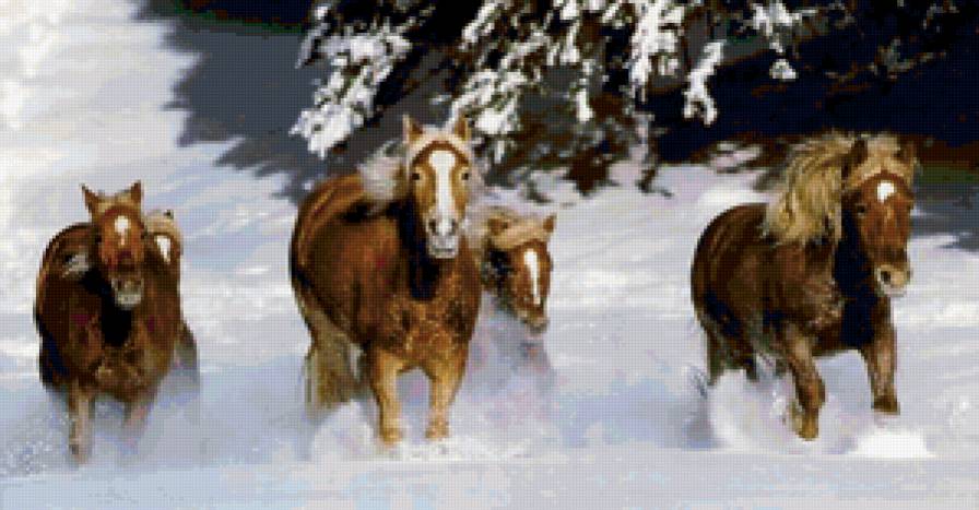 №137298 - кони, лошади - предпросмотр