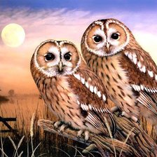 Схема вышивки «совы»