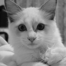 Схема вышивки «№137318»