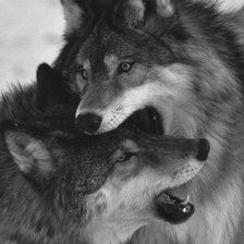 Схема вышивки «Волки»