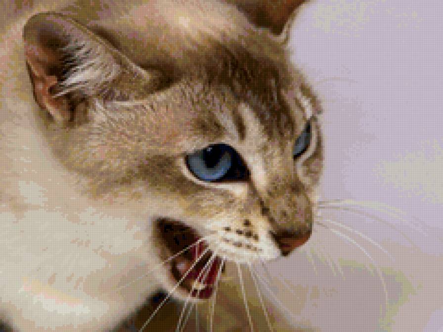 №137392 - котик, киса - предпросмотр