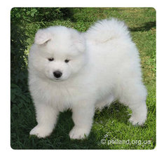 Схема вышивки «самоед»