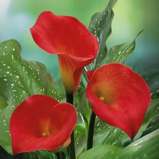 Схема вышивки «№137897»