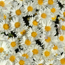 Схема вышивки «ромашки»