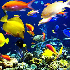 Схема вышивки «№137909»