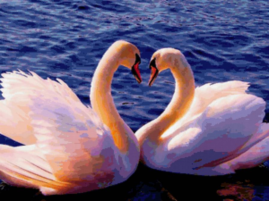 Лебединая верность - птицы, лебеди - предпросмотр