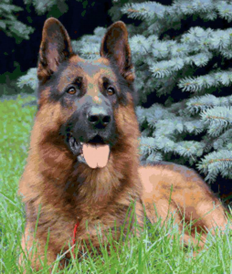 Немецкая овчарка - преданность, верность, собака, друг - предпросмотр