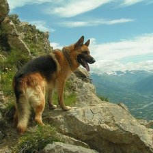 Схема вышивки «Немецкая овчарка»