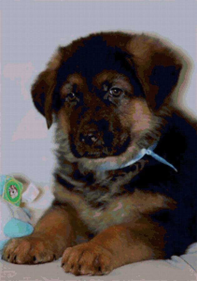 Немецкая овчарка - щенок, преданность, друг, собака, мальчик, верность - предпросмотр