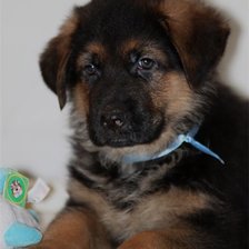 Схема вышивки «Немецкая овчарка»