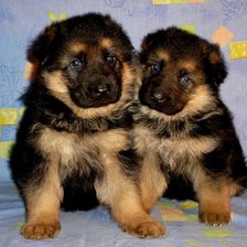 Схема вышивки «Немецкая овчарка»